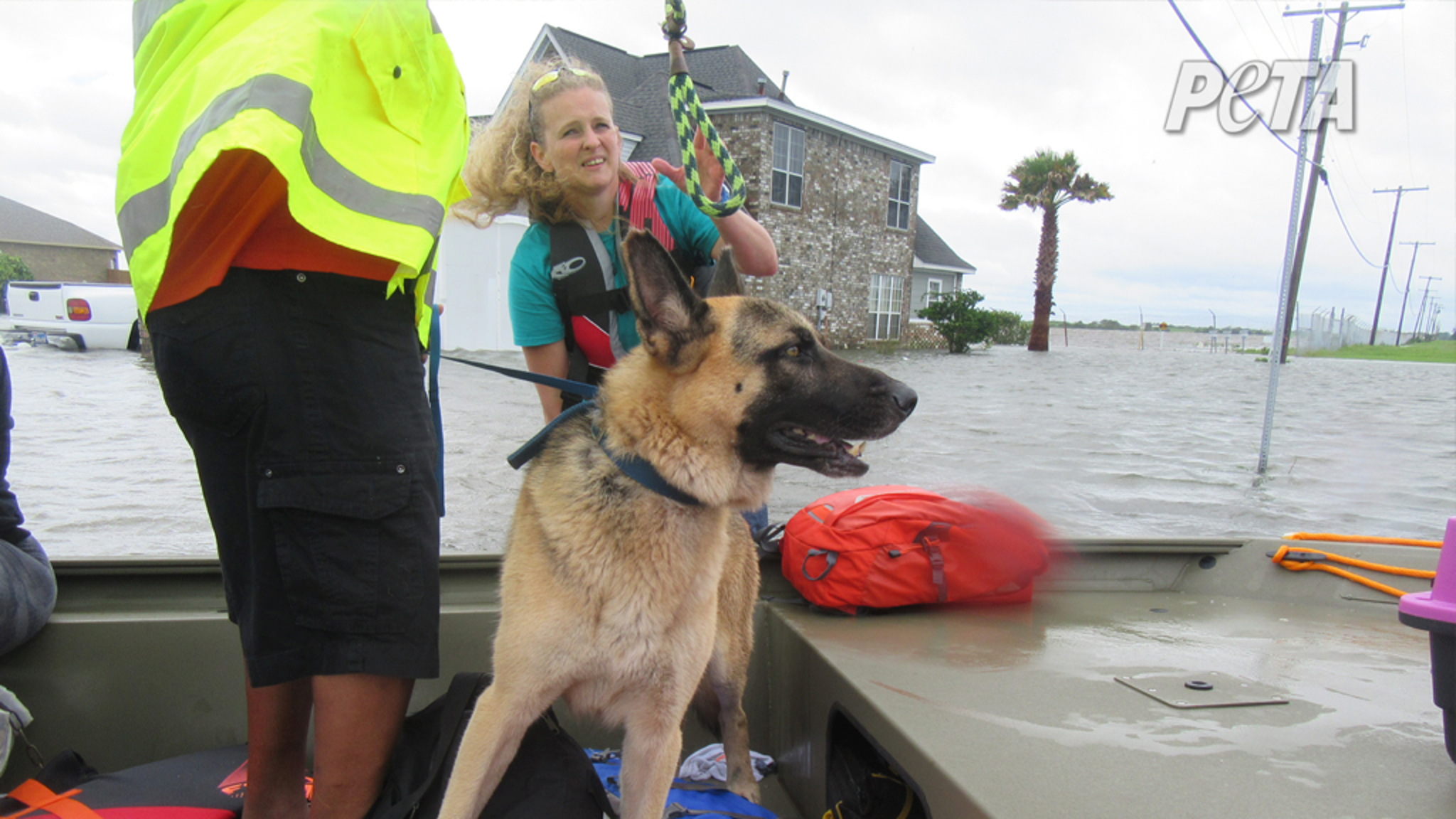 Peta Rescues PETA Pet Rescue In Houston