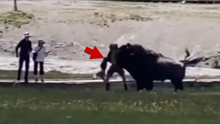 Bison Attacks Man and His Family At Yellowstone National Park.jpg