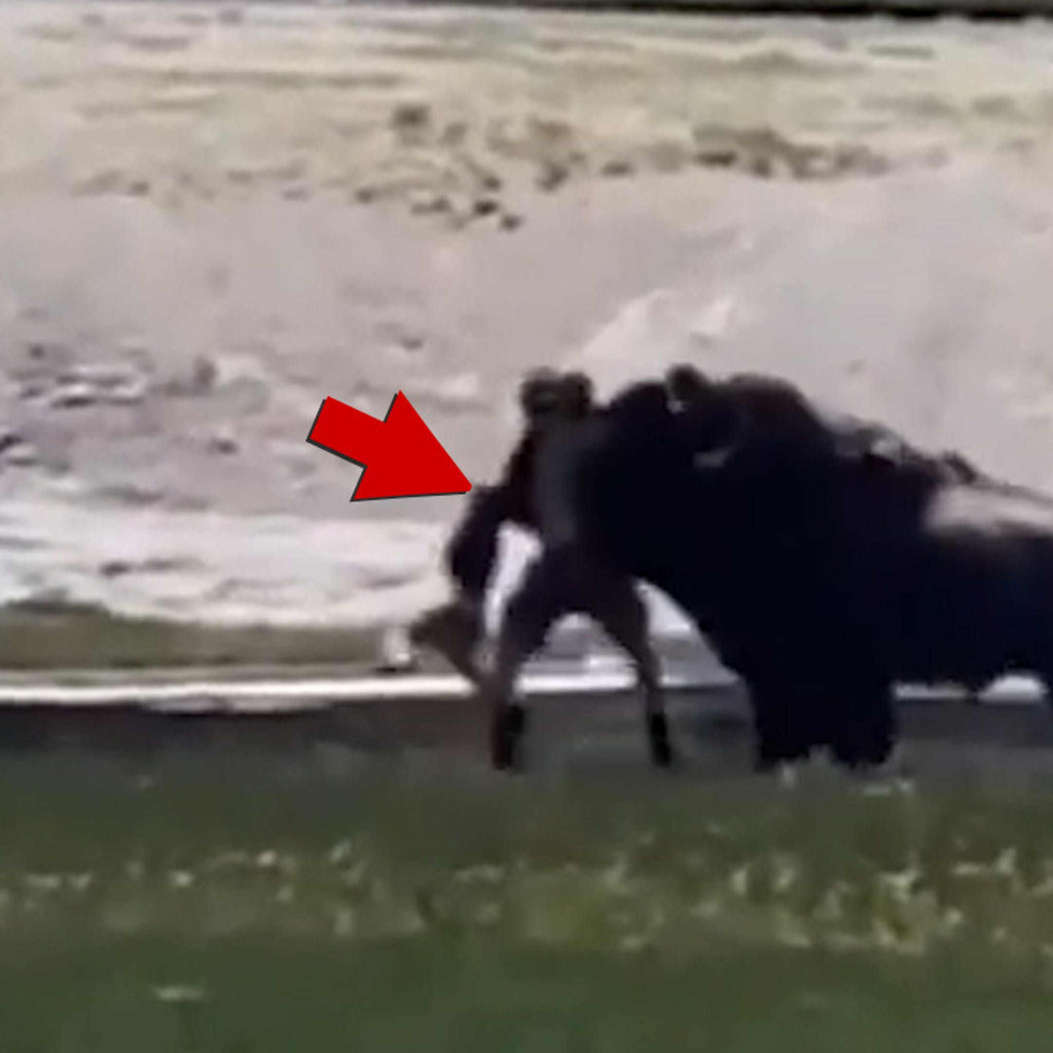 Bison Attacks Man and His Family At Yellowstone National Park