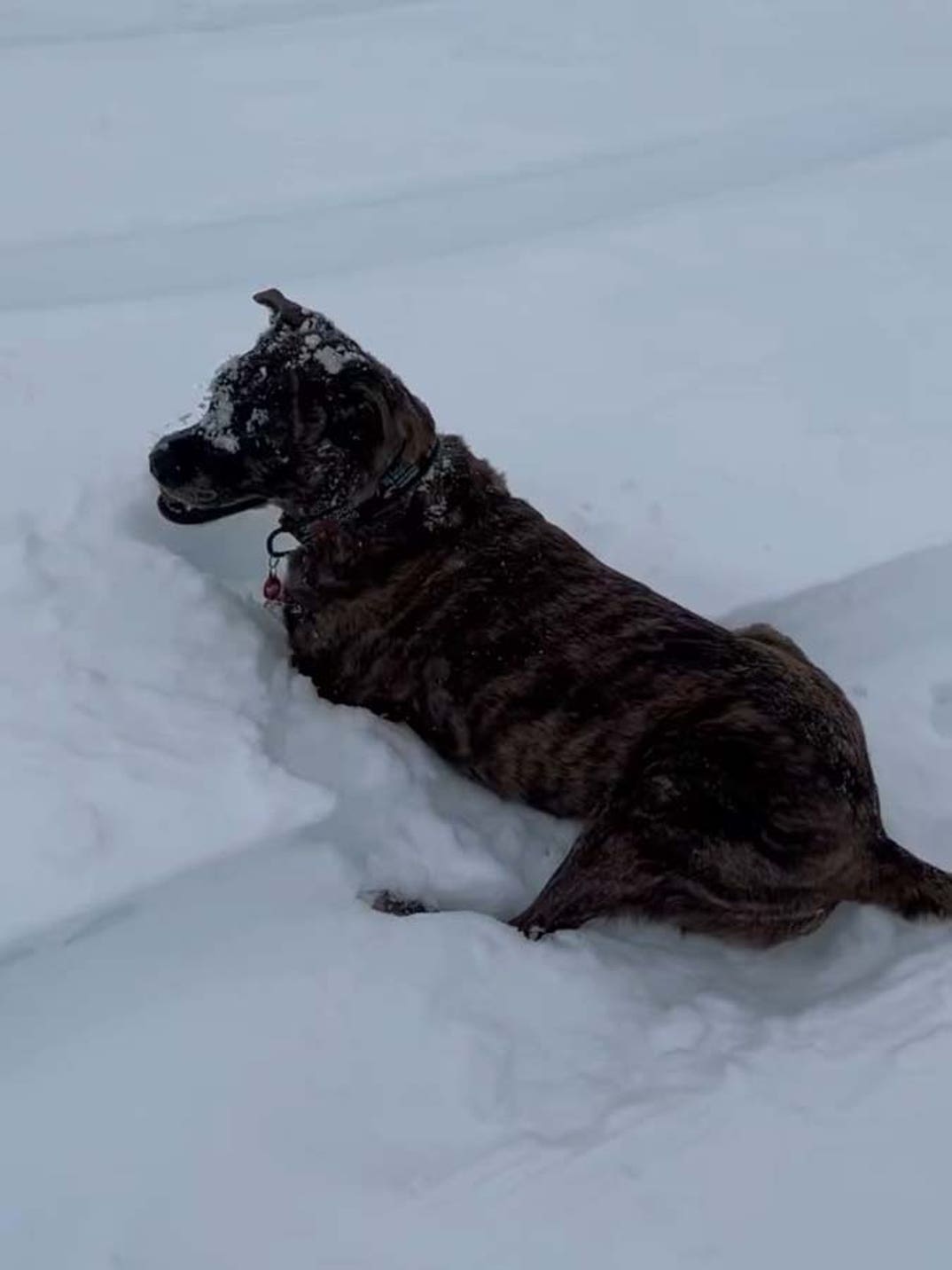 Lindsey Vonn dog