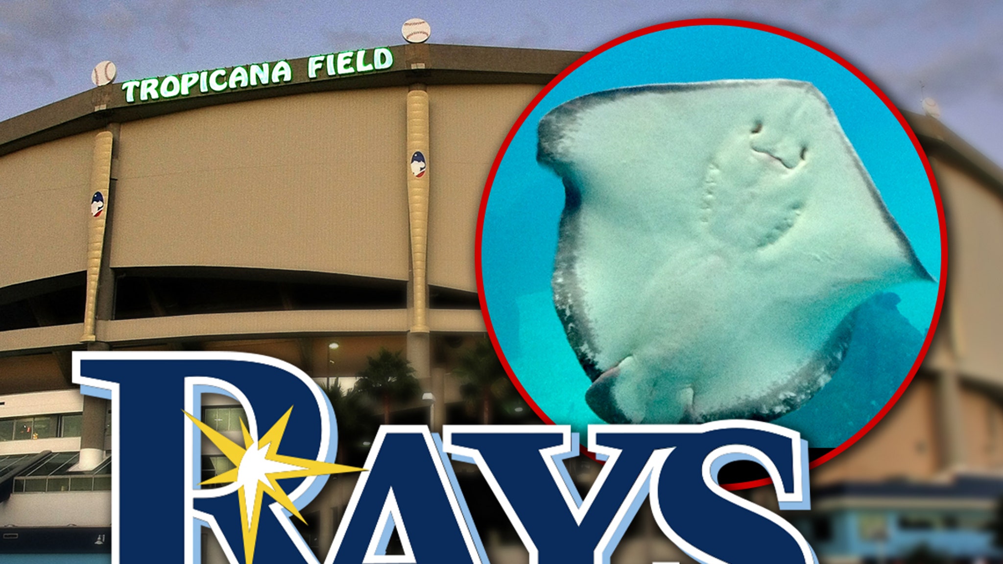 Tampa Bay Rays’ Stingrays Moved Back To Florida Aquarium After Hurricane Milton