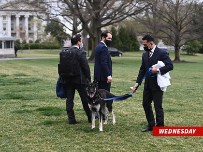 0331-biden-dogs-getty-04