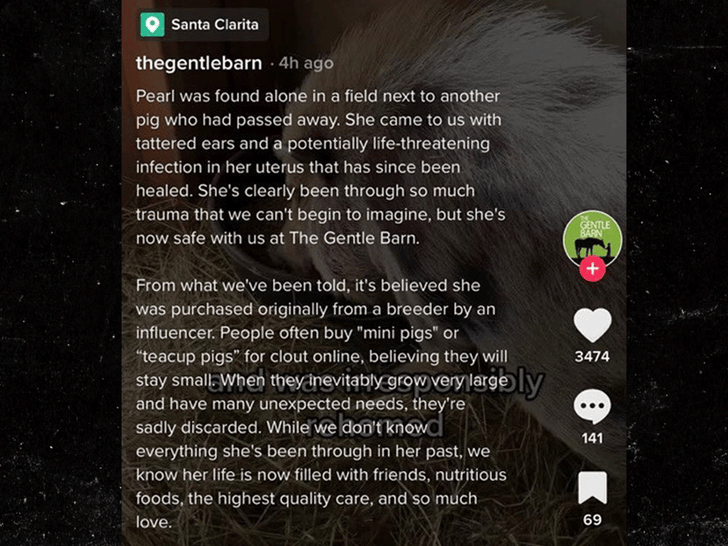 Logan paul porco pérola comentários bonitos do celeiro