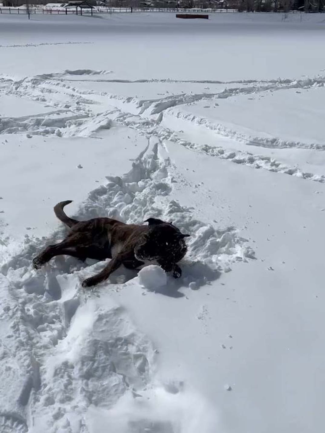 Lindsey Vonn dog