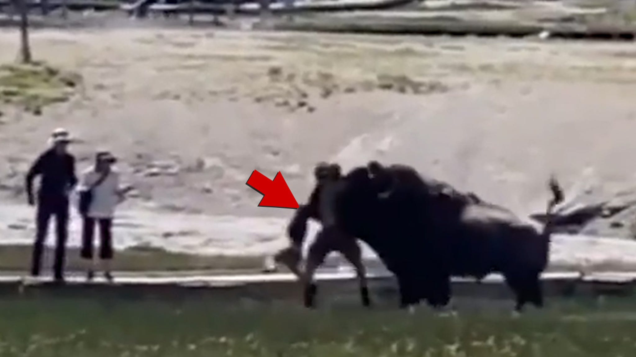 Bison Attacks Man and His Family At Yellowstone National Park thumbnail
