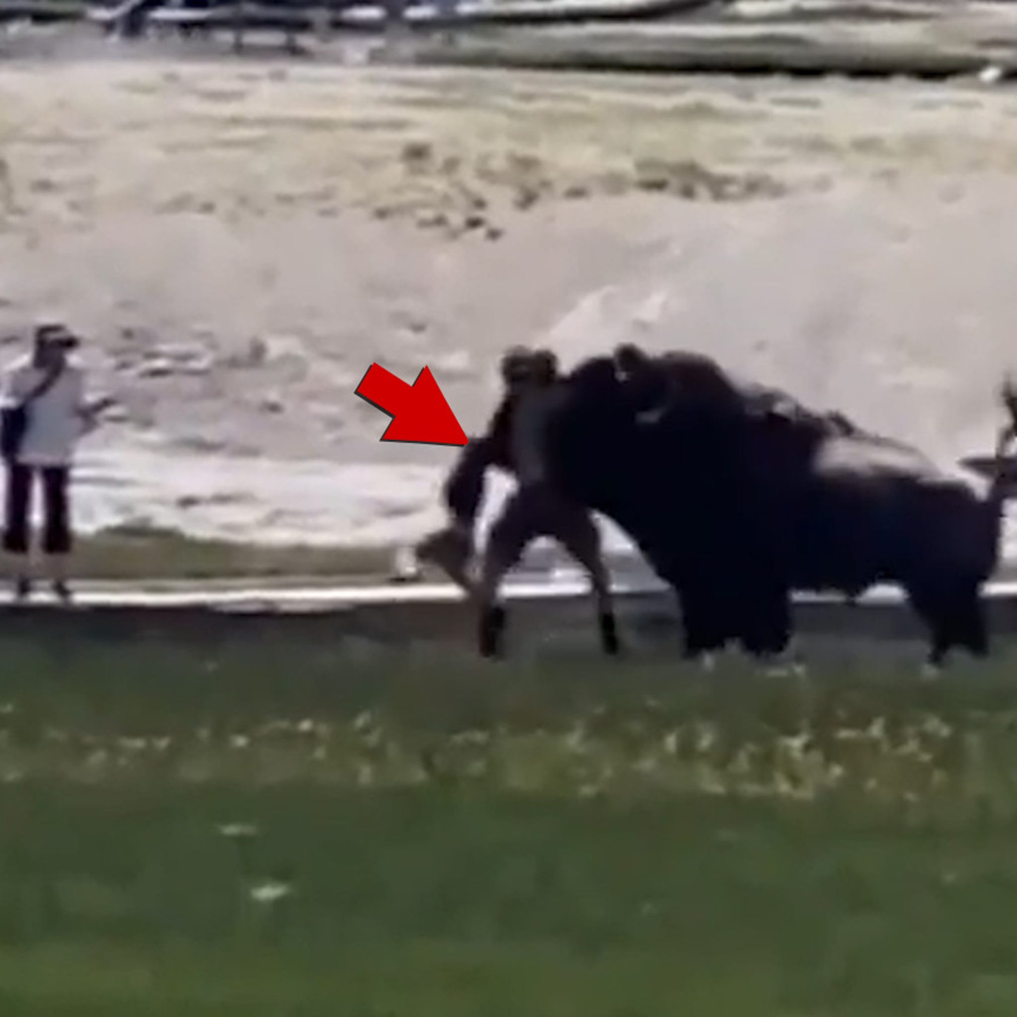 Bison Attacks Man and His Family At Yellowstone National Park