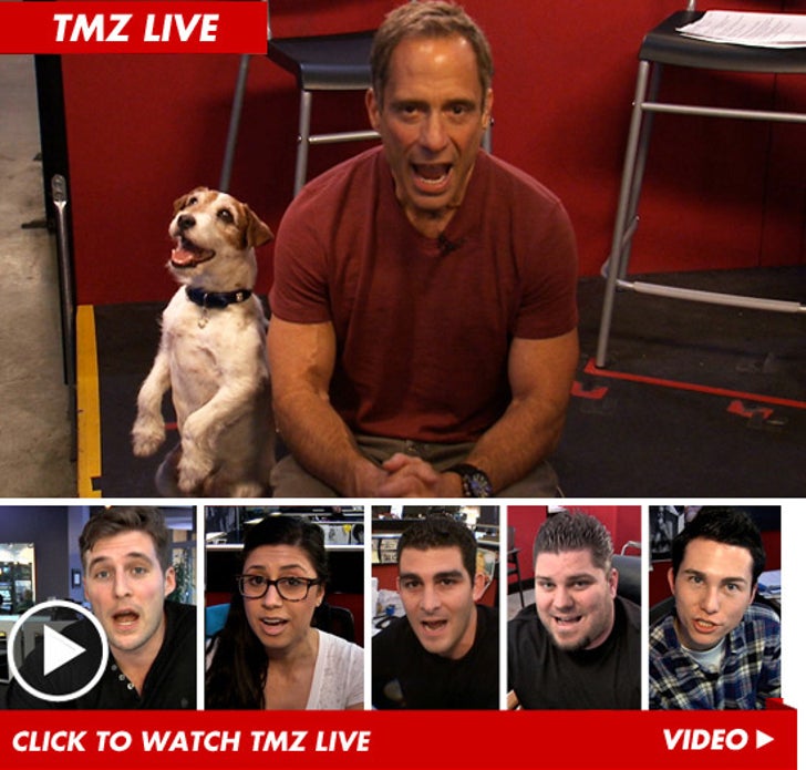 TMZ Live -- 'The Artist' Dog Uggie -- Fetch Me :: 0223-tmz-live-harvey-uggie-post