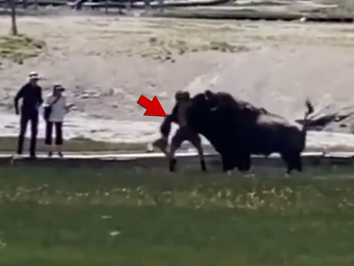 Bison Attacks Man and His Family At Yellowstone National Park