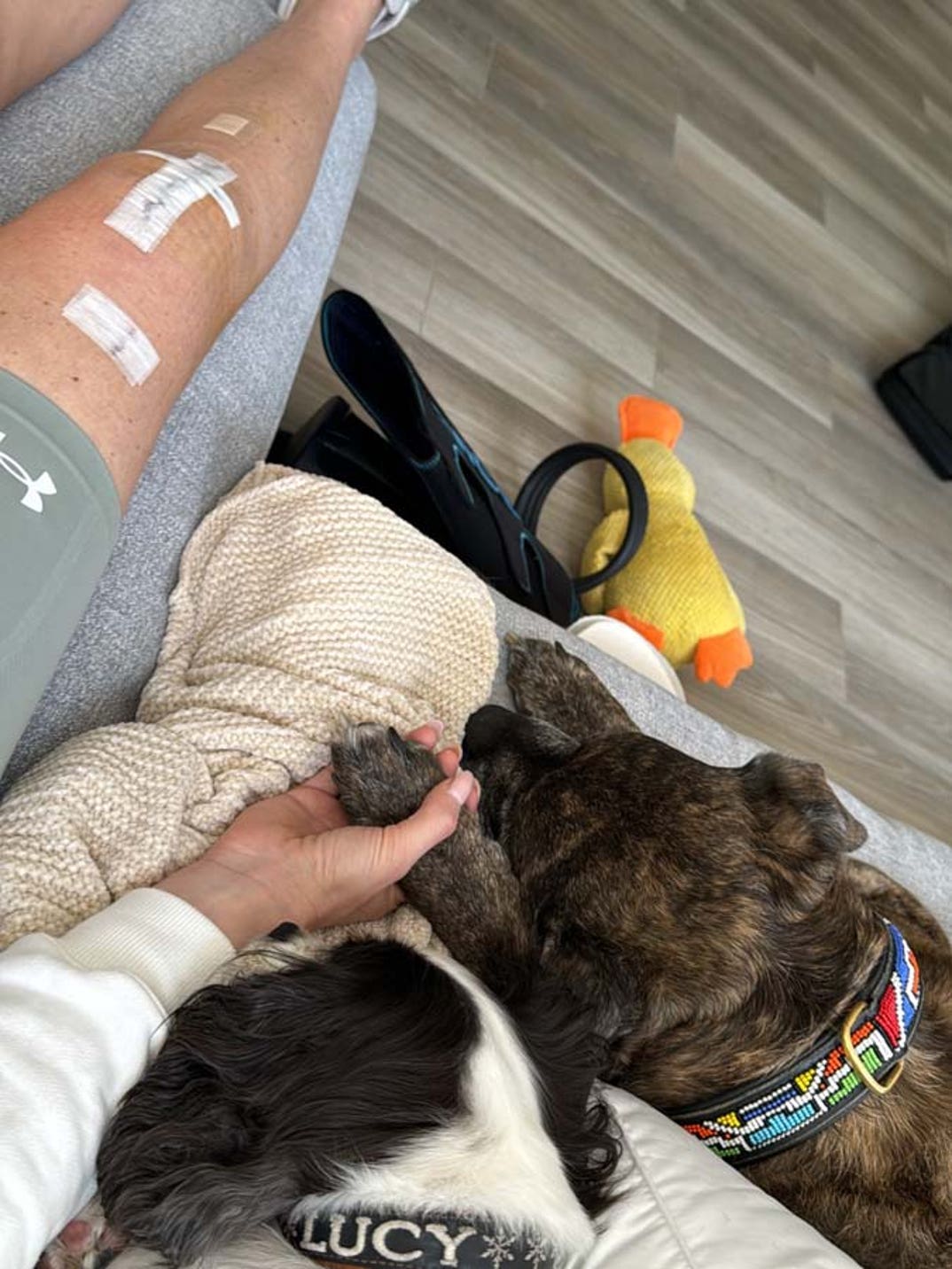Lindsey Vonn dog