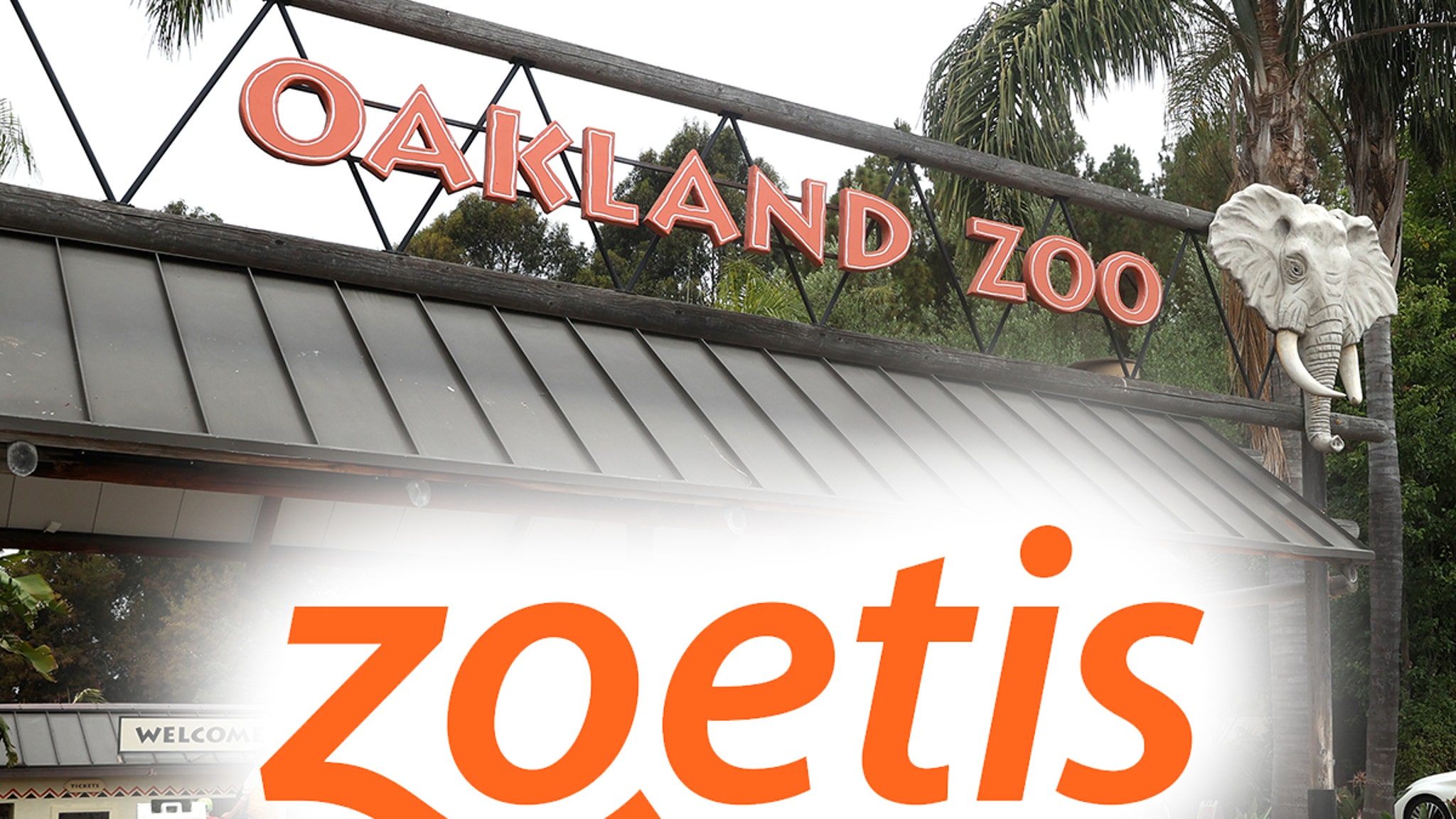 Animals at Oakland Zoo receive experimental COVID vaccine all at once