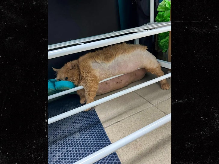 38-Pound Cat Gets Stuck in Shoe Rack Trying to Escape Pet Diet Camp