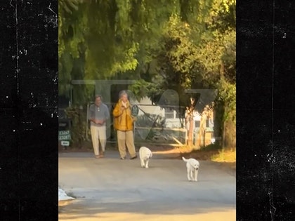 david-charvet-dogs-primary-04-24-2026