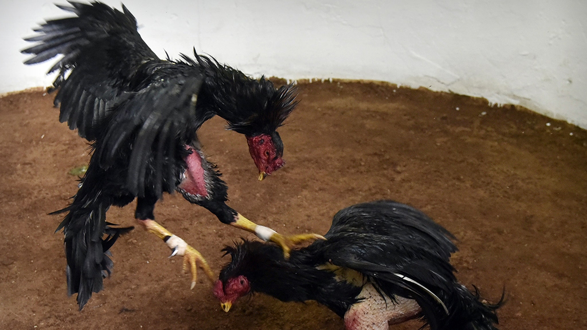 Cockfighting Raid Turns Deadly Rooster Attacks And Kills Police Officer