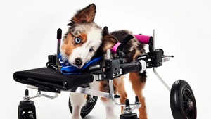 puppy bowl dog death Warner Media Discovery 1