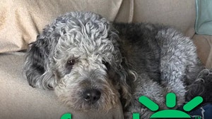 dog shot by lapd gofundme comments 3