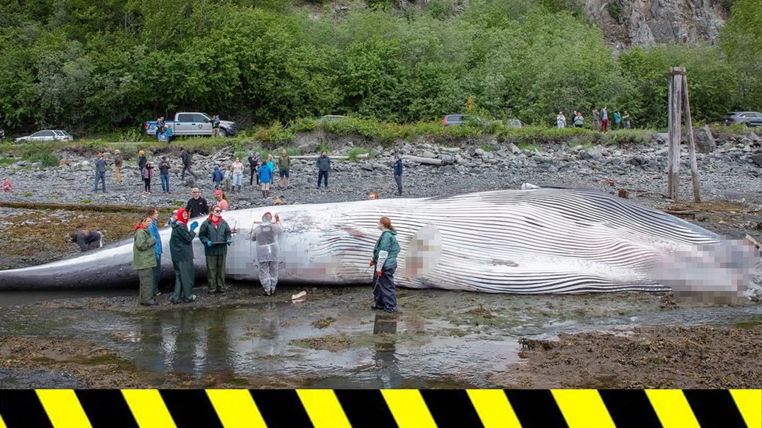 0626-Dead-Whale-PRIMARY