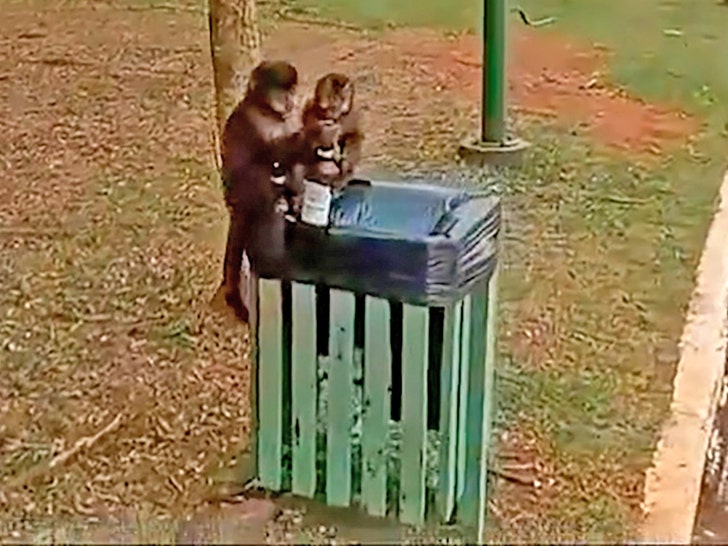 macaco bebendo cerveja noticiário 4