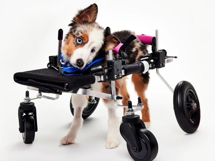 puppy bowl dog death Warner Media Discovery 1