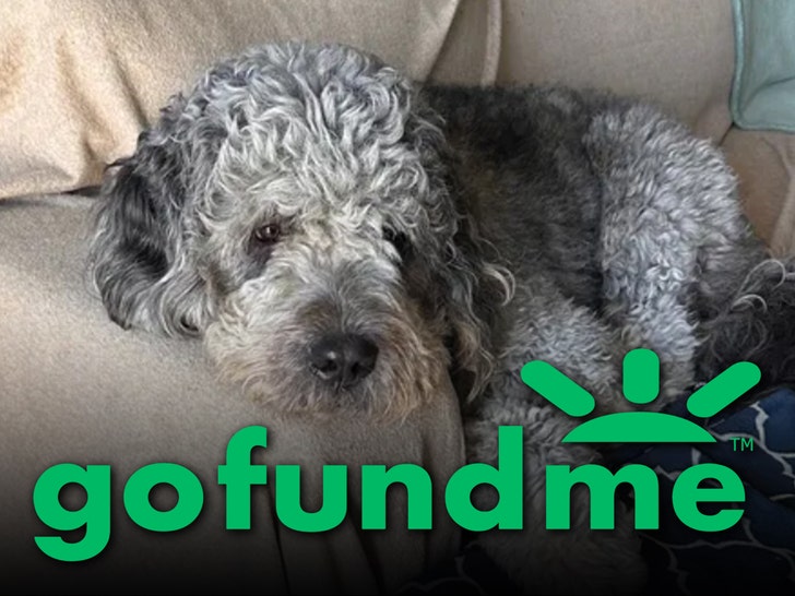 dog shot by lapd gofundme comments 3