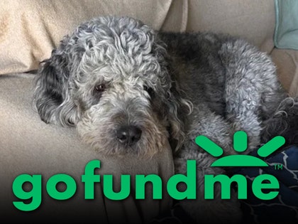 dog shot by lapd gofundme comments 3
