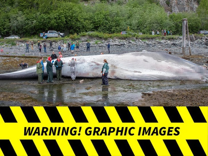 Pregnant Fin Whale Found Dead On Bow of Alaska Cruise Ship