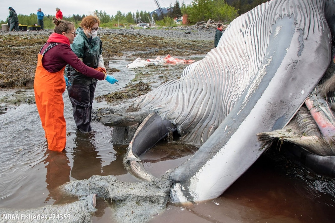 Dead Whale 2