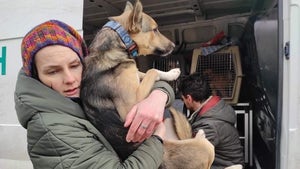 Ukrainian Woman Katya Kurletz Helping Rescue Animals from Bombed Cities