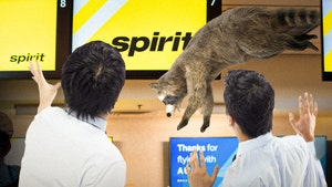 raccoon and spirit airlines getty 3