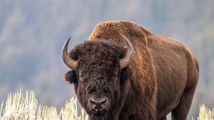 main-bison-yellowstone-getty-1