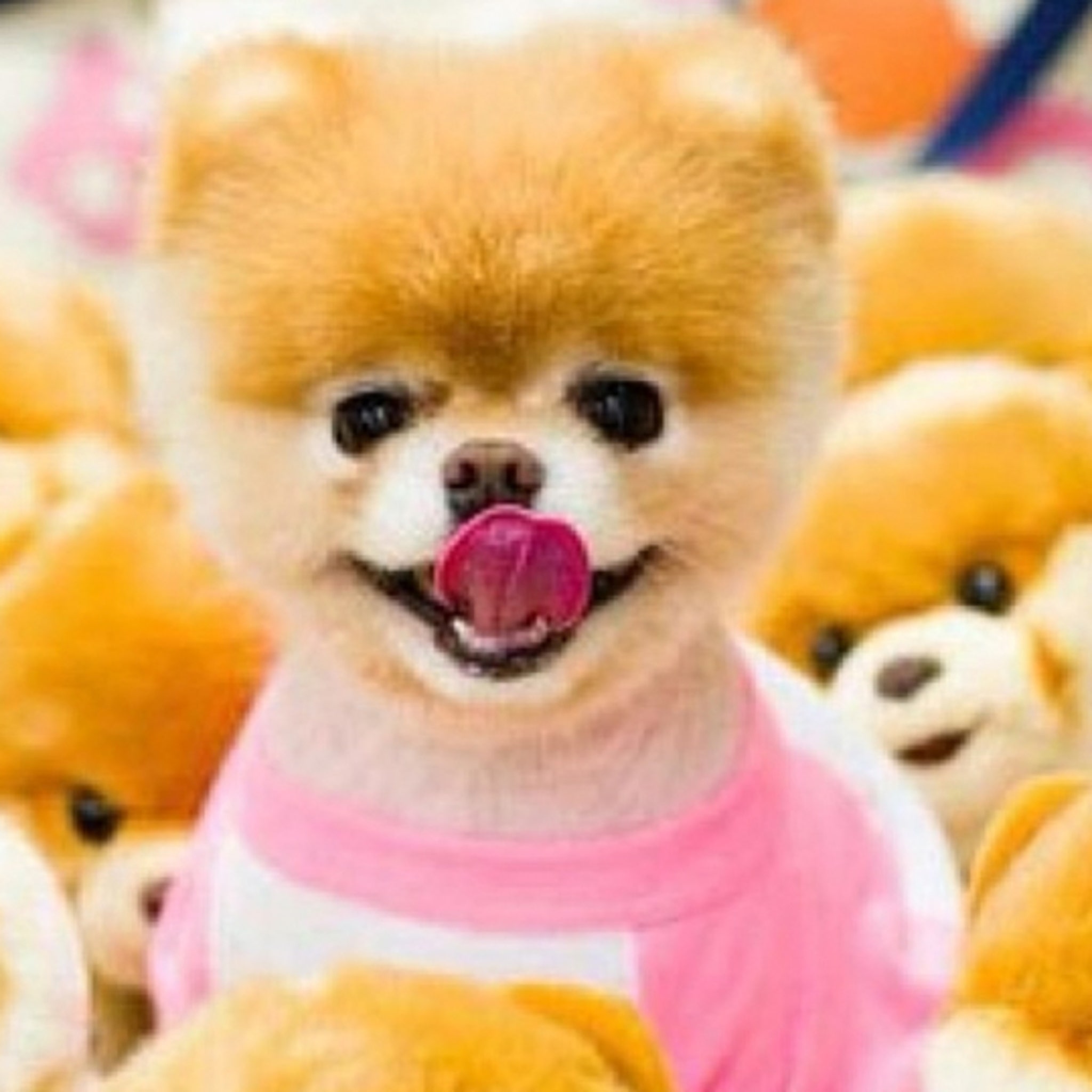 Boo The Pomeranian 'World'S Cutest Dog' Dies