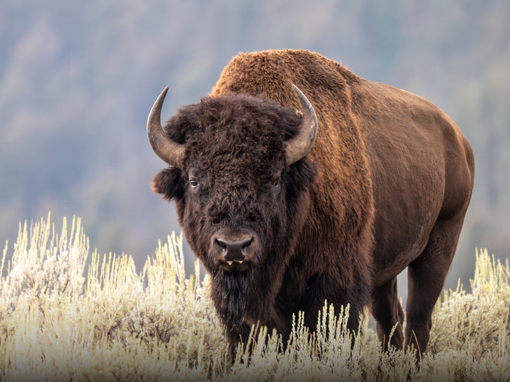 main-bison-yellowstone-getty-1