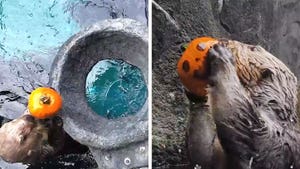 Otter plays with pumpkin