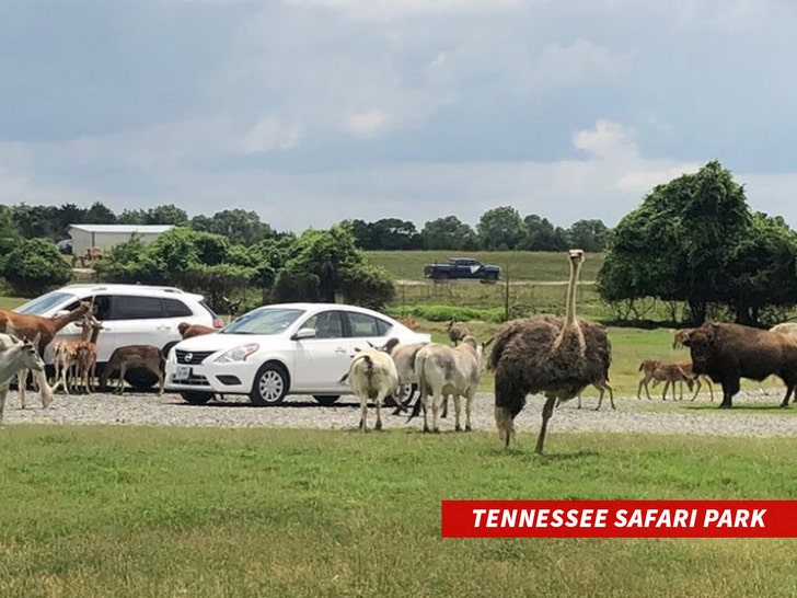 Tennessee Safari Park