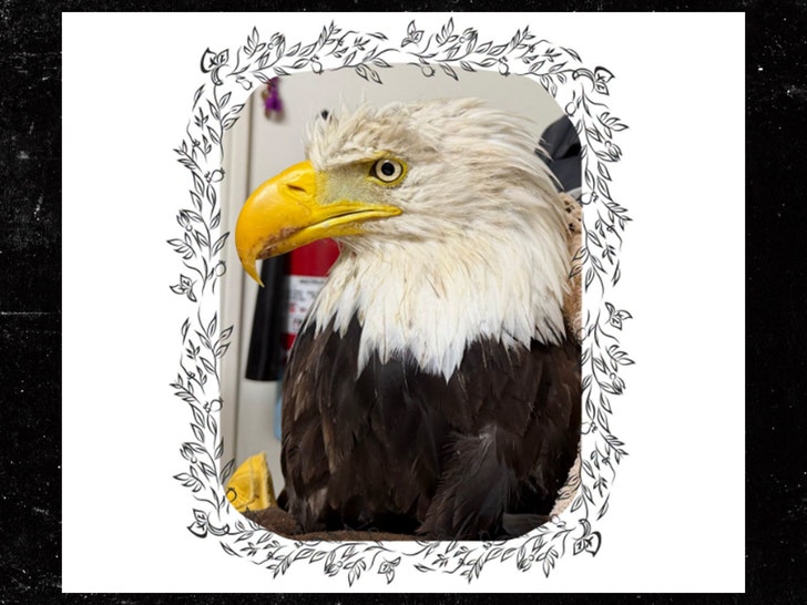 the ojai raptor center facebook 3