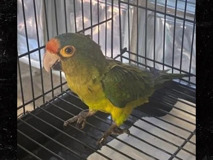 man smokkelt parkieten onder US Attorney's Office, Southern District of California 3