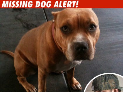 Jesse James ' Missing Dog