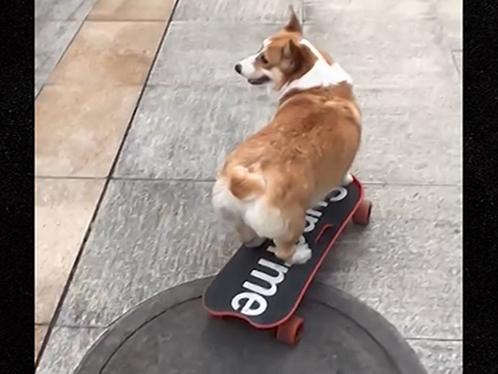 081925_corgi_skatboard_supreme_primary