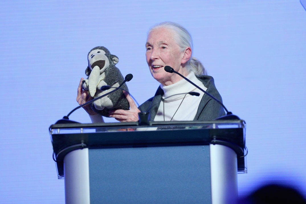Remembering Jane Goodall 3
