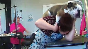 Horny Bulldog Humps Groomer As She Tries to Cut His Nails