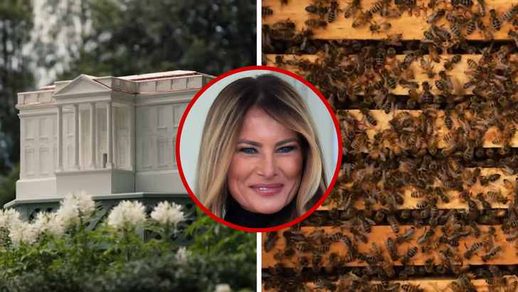 042426  beehive whitehouse kal