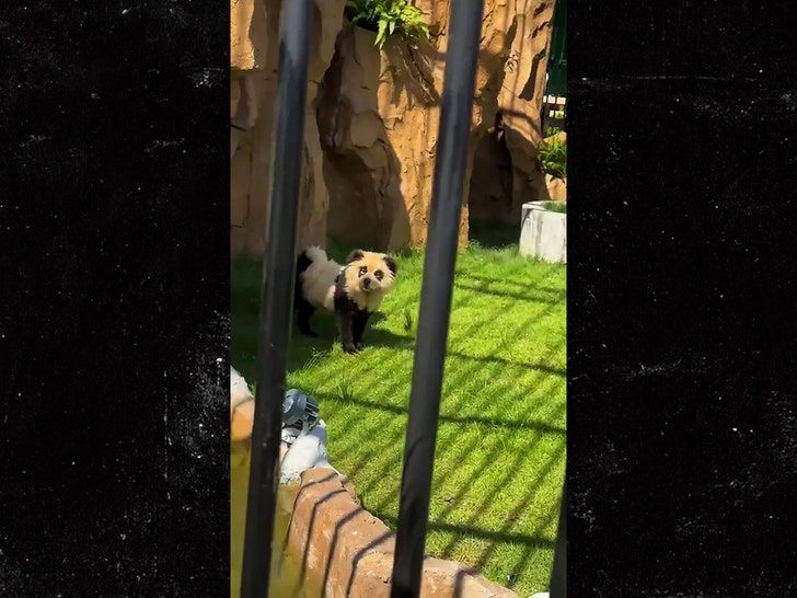 zoológico chinês pintado cães panda AsiaWire 1