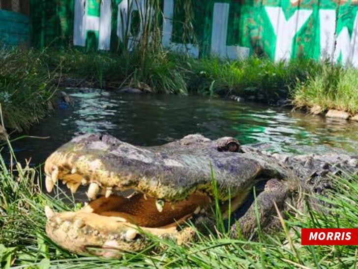 Colorado Gators Reptile Park