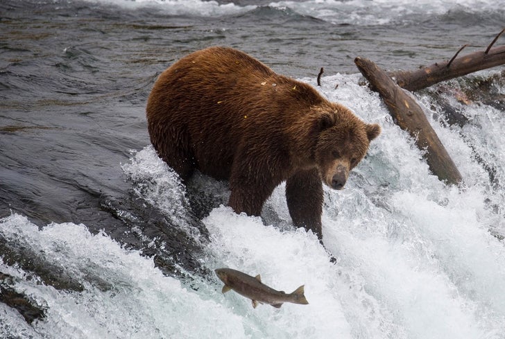 Bears Hot Shots