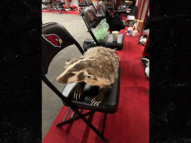 J.J. Watt Crazy Fan Mail, Stuffed Badger!!