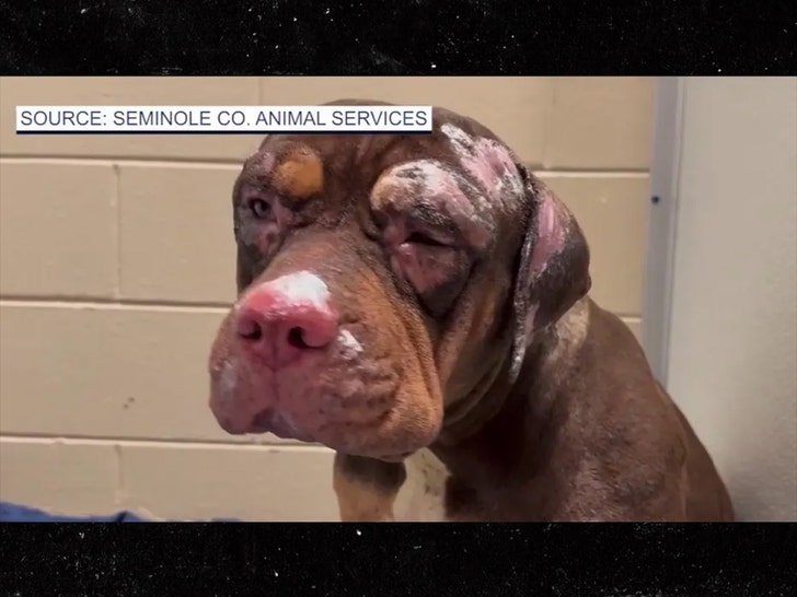 man accused of setting house fire injuring and killing dogs 2