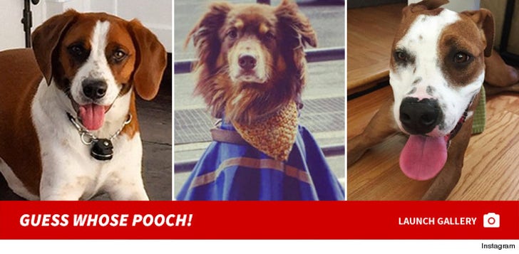 Dog Gone Adorable -- Guess Whose Pooch! -- Part 2