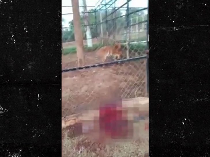 tiger attacks caught on camera