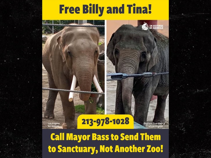 free bill and tina the elephants facebook 1