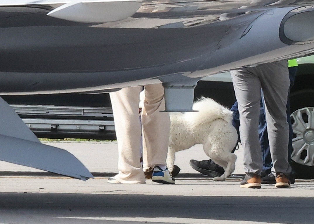 Travis Kelce Taylor Swift Dog Debut 6