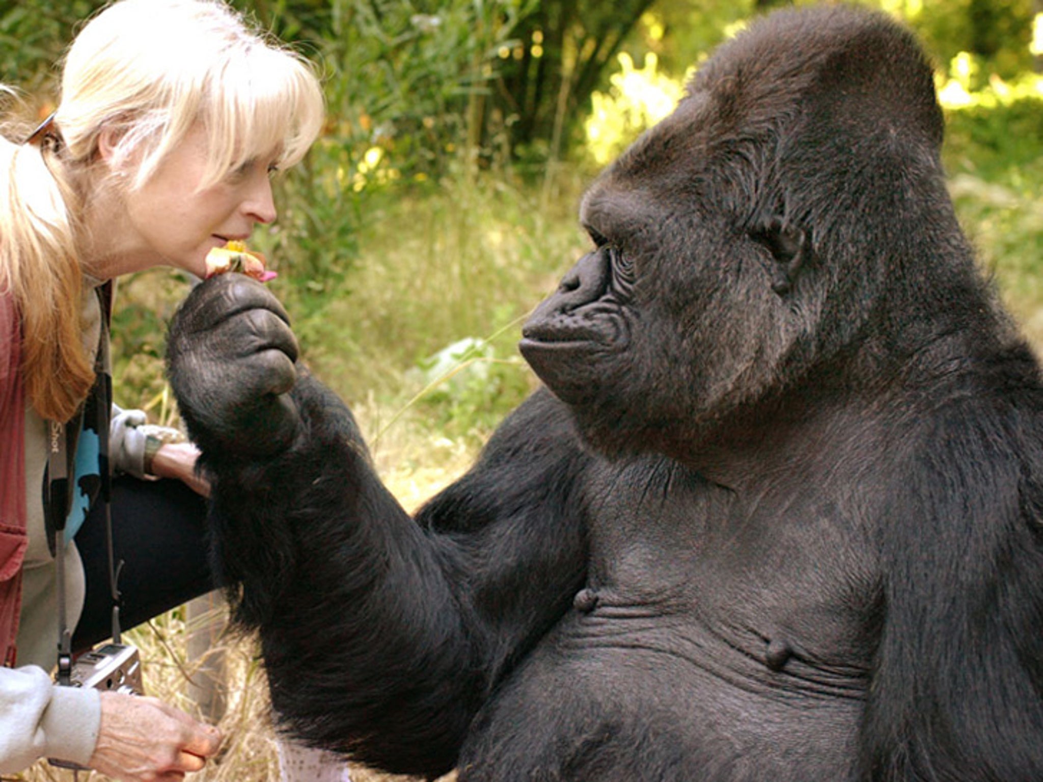 Koko The Gorilla Dead At 46 koko the gorilla dead at 46